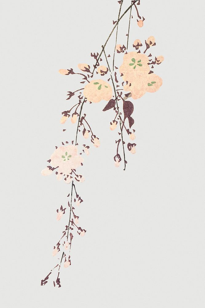 Pink cherry blossom on gray background