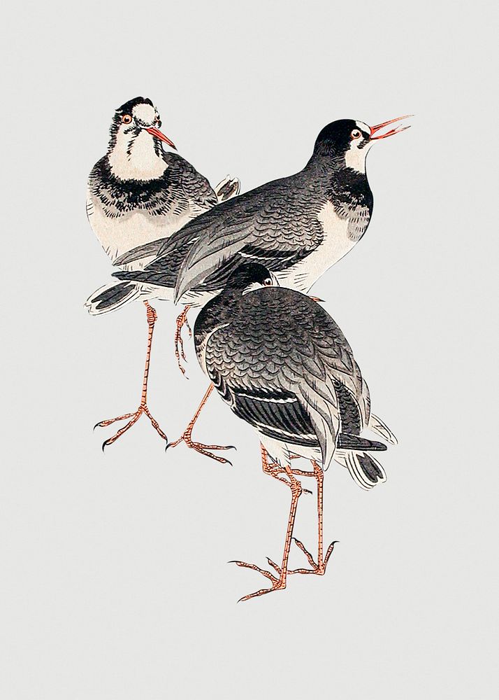 Three standing snipe birds illustration