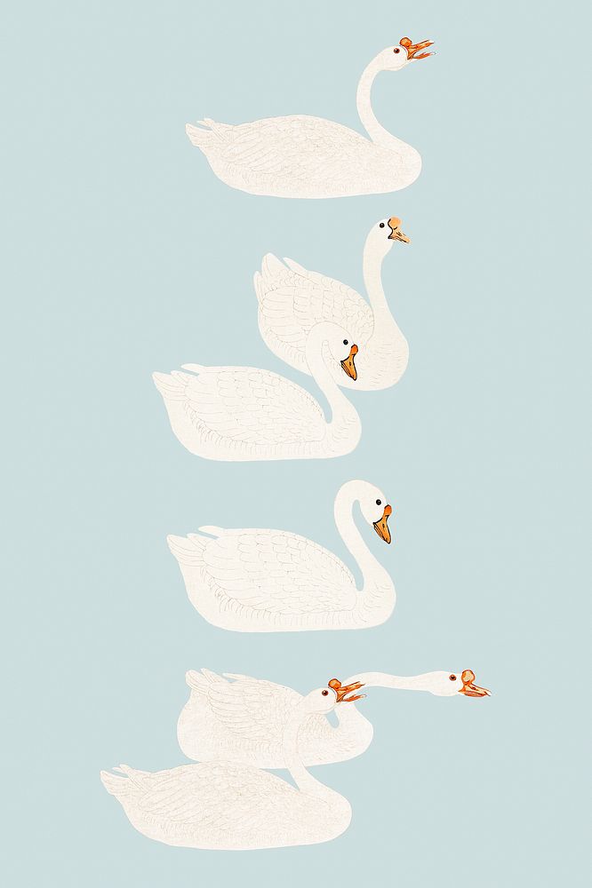 White geese bird illustrations