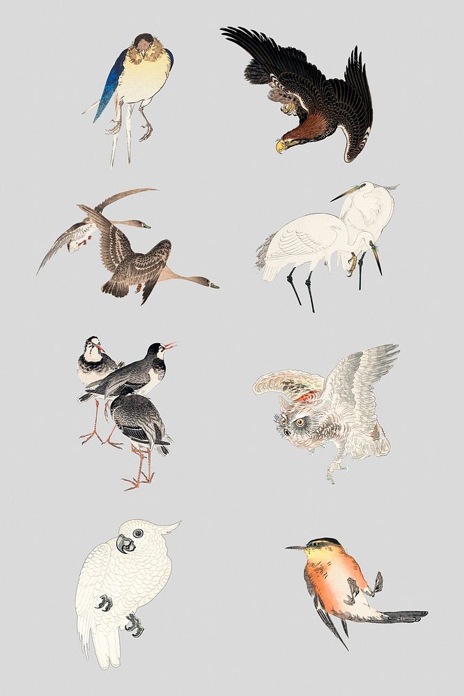 Vintage illustration of birds set on gray background