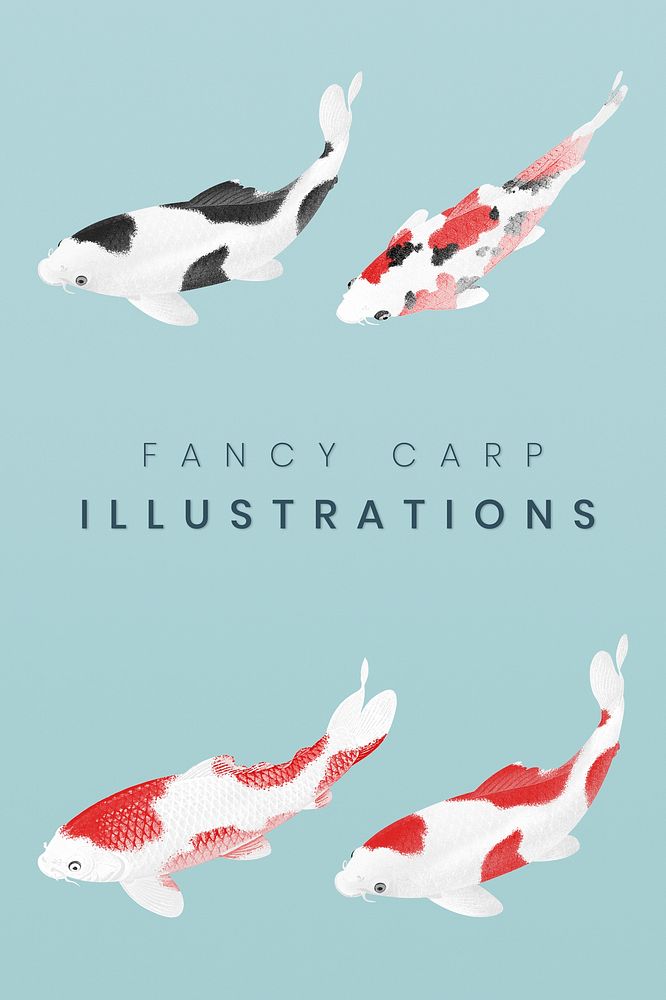 Fancy carp fish illustrations 