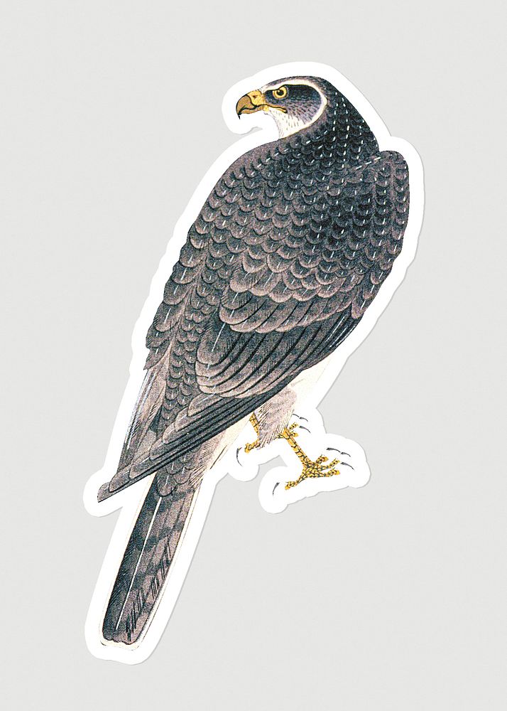 Vintage illustration of a goshawk sticker on gray background