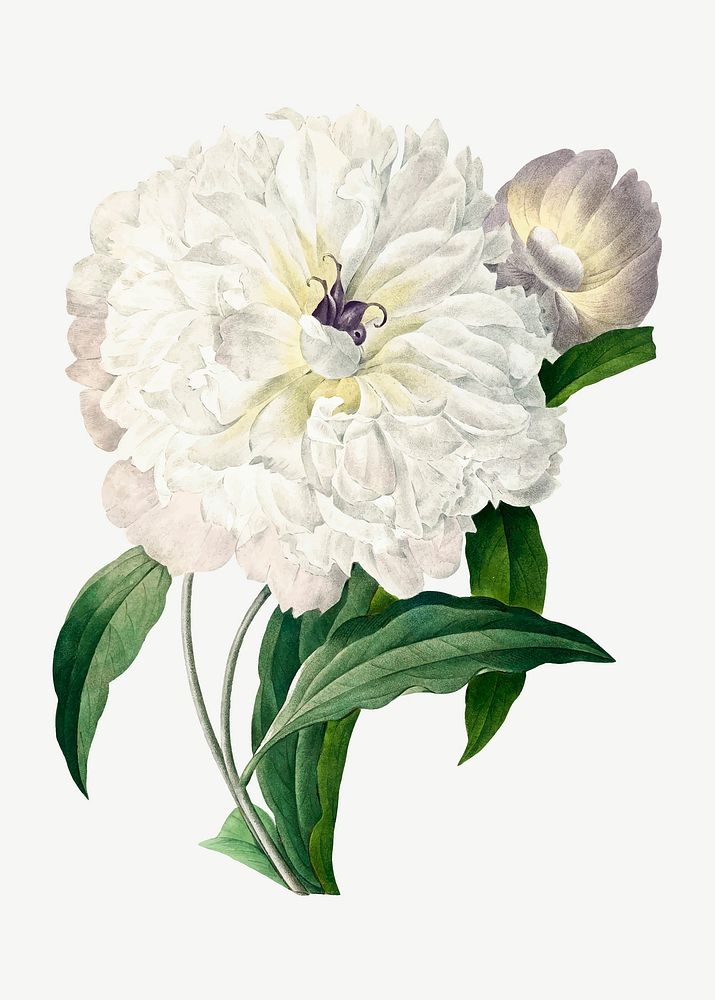 Vintage Peony flower vector botanical art print, remixed from artworks by Pierre-Joseph Redout&eacute;
