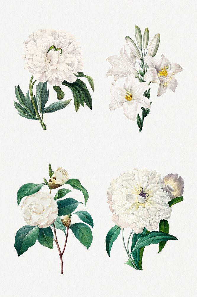 White flower psd vintage botanical illustration set, remixed from artworks by Pierre-Joseph Redout&eacute;