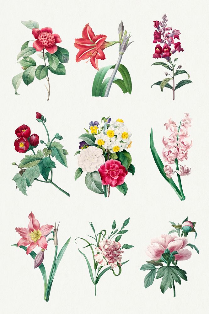Flower psd botanical art print set, remixed from artworks by Pierre-Joseph Redout&eacute;