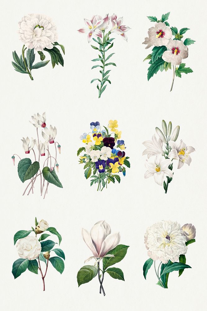 Botanical white flower psd illustration set, remixed from artworks by Pierre-Joseph Redout&eacute;