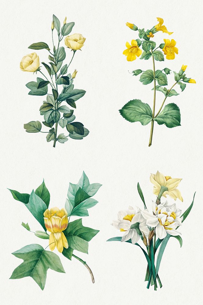 Yellow flower psd botanical art print set, remixed from artworks by Pierre-Joseph Redout&eacute;