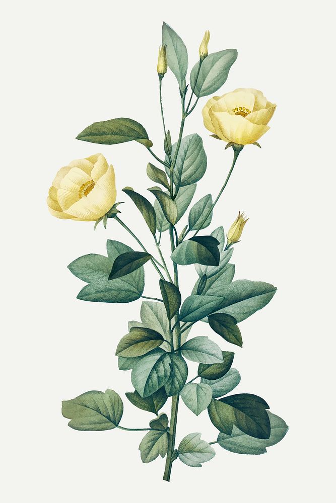 Reduta Heterophylla flower vector vintage botanical art print, remixed from artworks by Pierre-Joseph Redout&eacute;