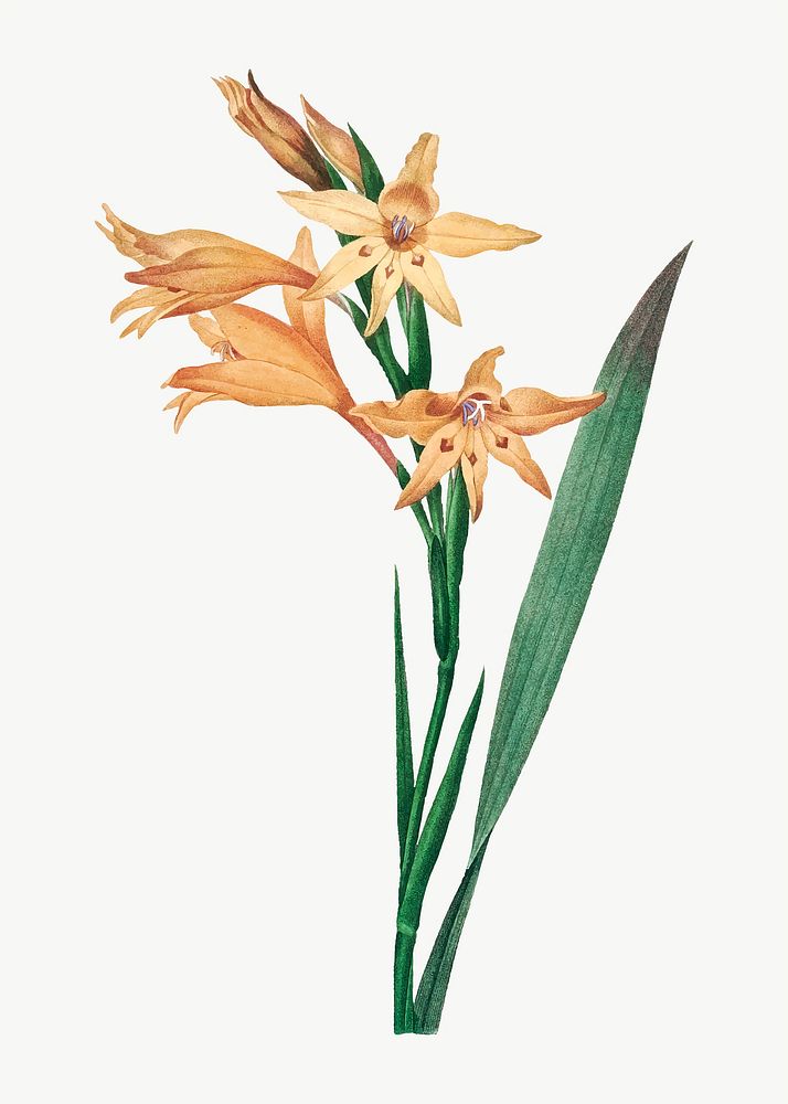 Gladiolus flower vector vintage botanical art print, remixed from artworks by Pierre-Joseph Redout&eacute;