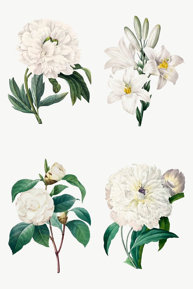 White flower vector vintage botanical illustration set, remixed from artworks by Pierre-Joseph Redout&eacute;