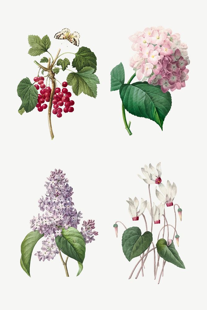 Vintage flower red currant vector botanical art print set, remixed from artworks by Pierre-Joseph Redout&eacute;