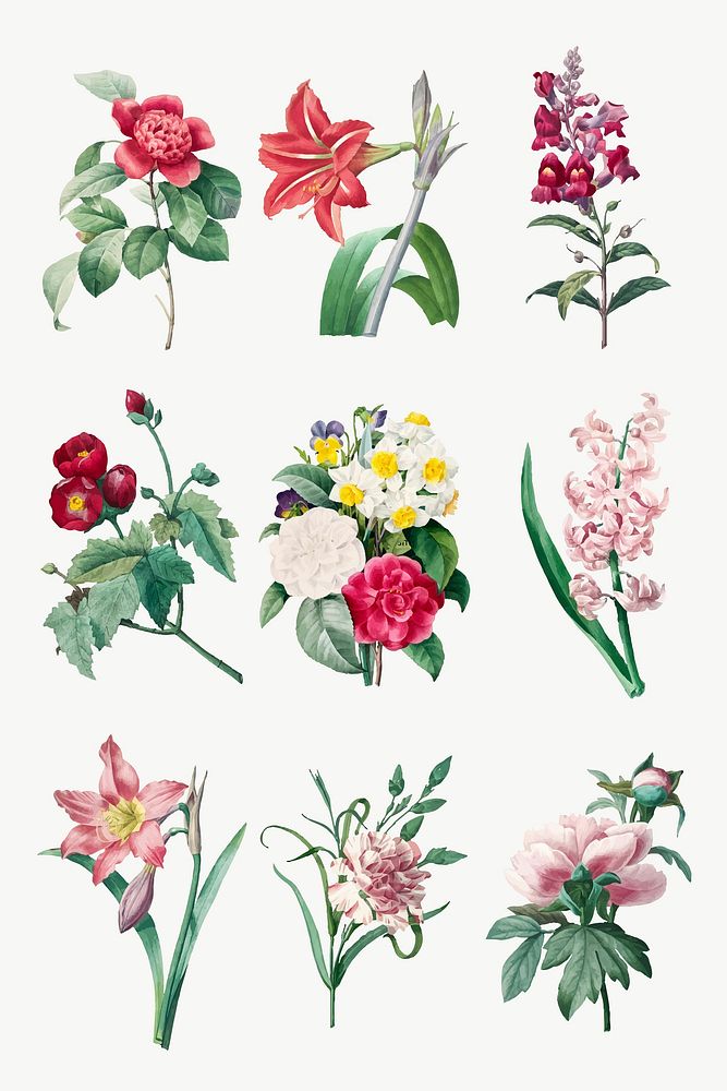 Flower vector botanical art print set, remixed from artworks by Pierre-Joseph Redout&eacute;