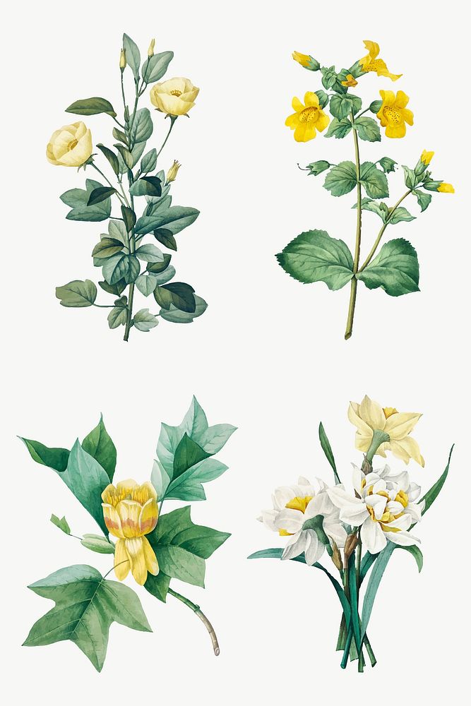 Yellow flower vector botanical art print set, remixed from artworks by Pierre-Joseph Redout&eacute;