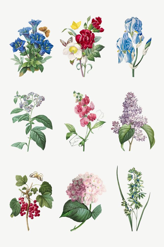 Flower vector vintage botanical illustration set, remixed from artworks by Pierre-Joseph Redouté