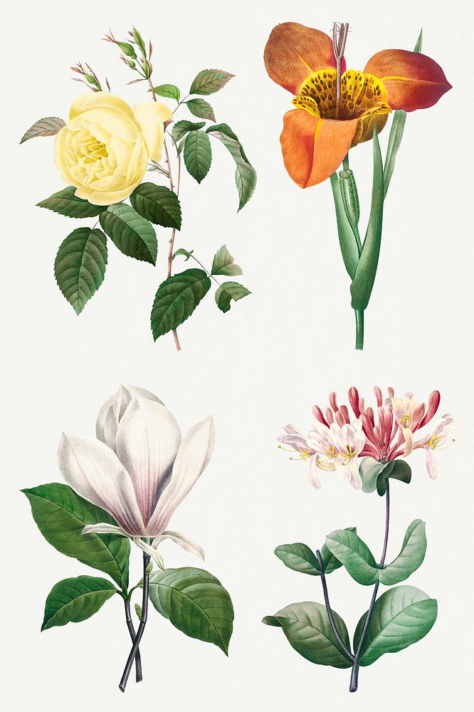 Vintage botanical flower psd art print set, remixed from artworks by Pierre-Joseph Redout&eacute;