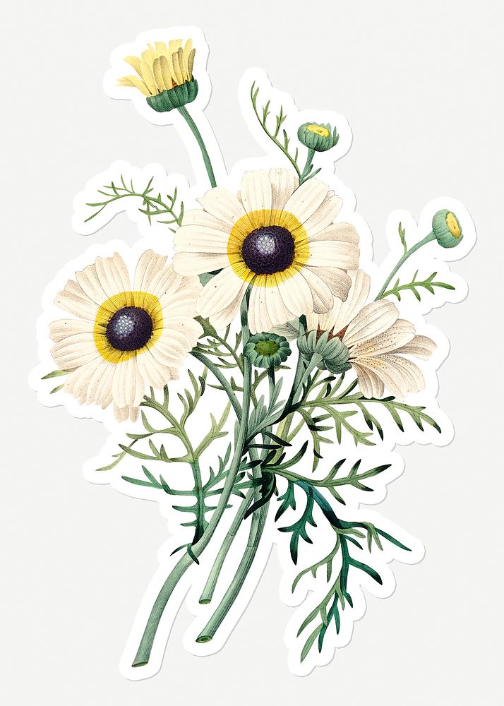 Chrysanthemum carinatum flower sticker overlay design resource 