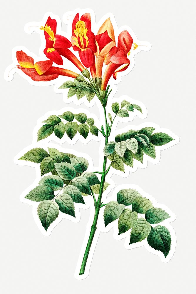 Bignonia capensis flower sticker design resource 
