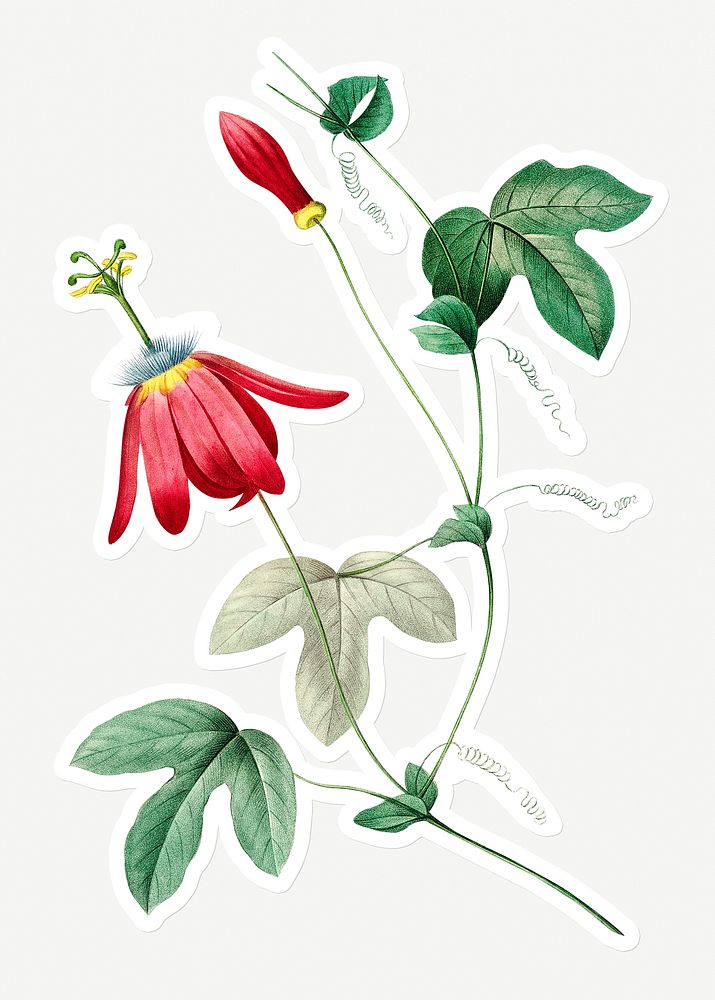 Red passion flower sticker design resource 