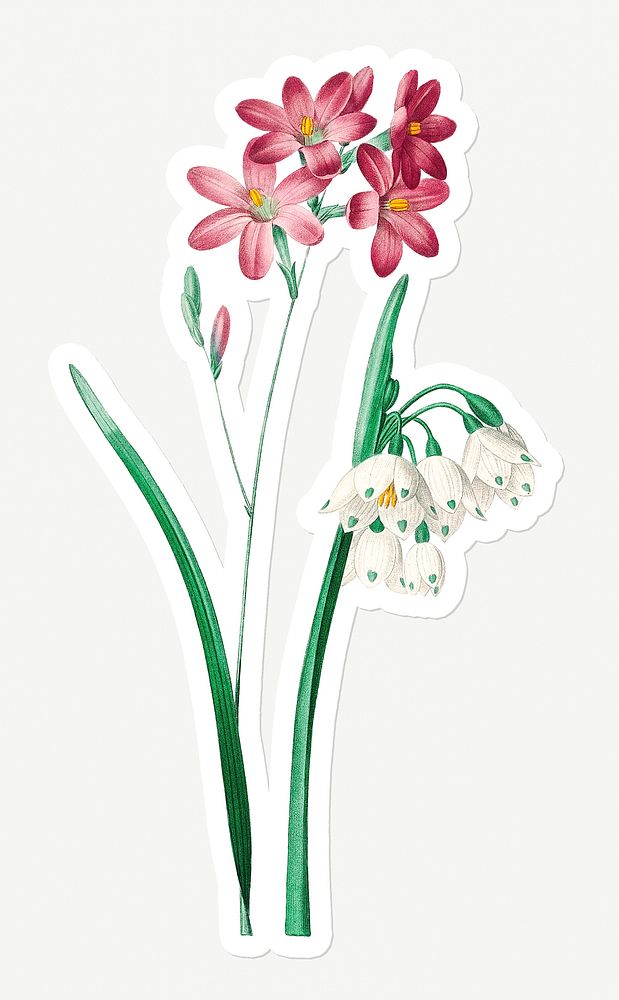 Pink ixia flower sticker design resource 