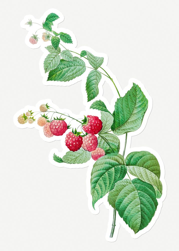 Raspberry plant sticker design resource 