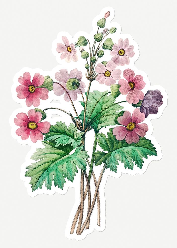 The Chinese primrose flower sticker design resource 
