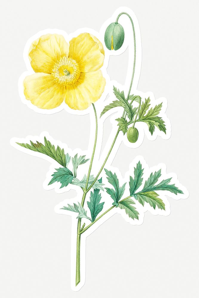 Welsh poppy flower sticker design resource 
