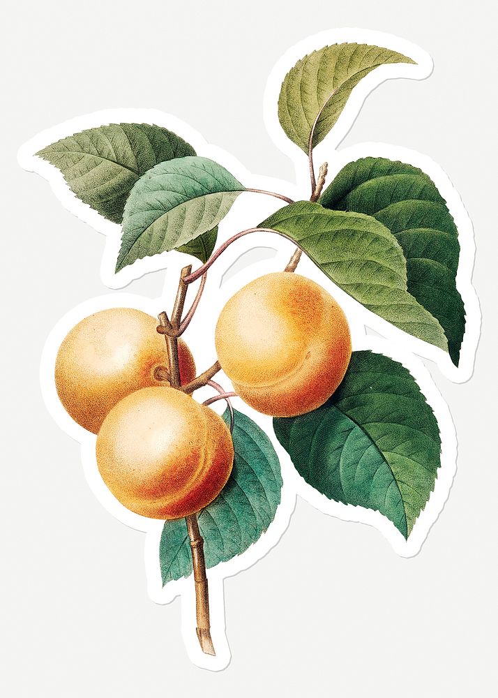 Peach fruit on a branch sticker design resource 