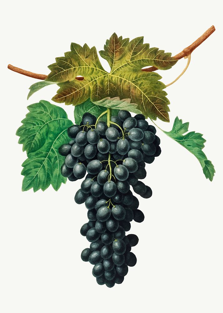 Black Prince Grape illustration vector