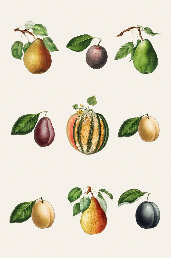 Set of melon, pears and plums vintage illustration