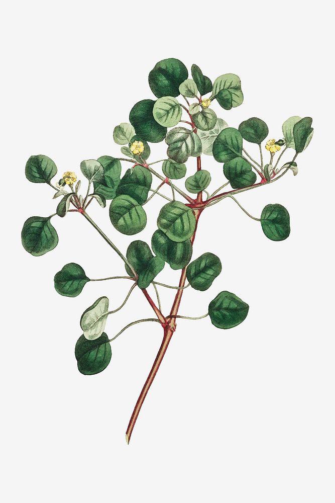 Vintage Euphorbia Petiolaris (Manchineel berry) plant illustration