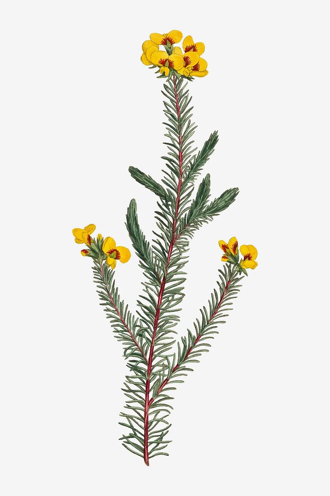 Vintage Dillwynia Glaberrima (Smooth Parrot&ndash;Pea) flower illustration