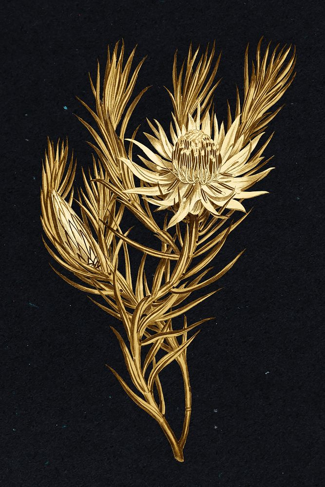 Gold Dagger&ndash;Leaf Protea flower sticker design element