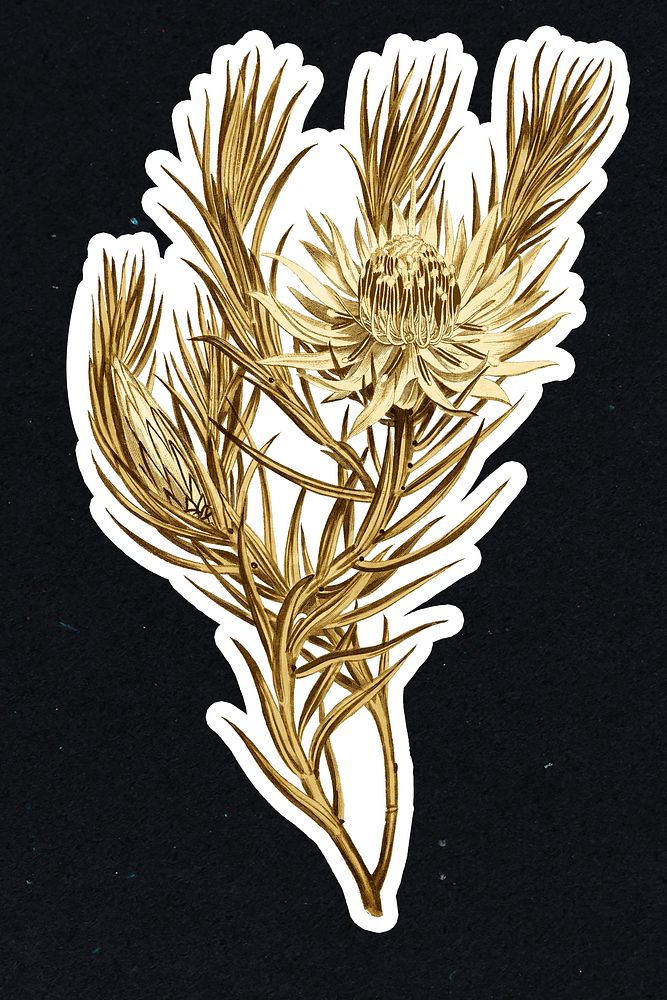 Vintage gold Dagger&ndash;Leaf Protea flower sticker with white border