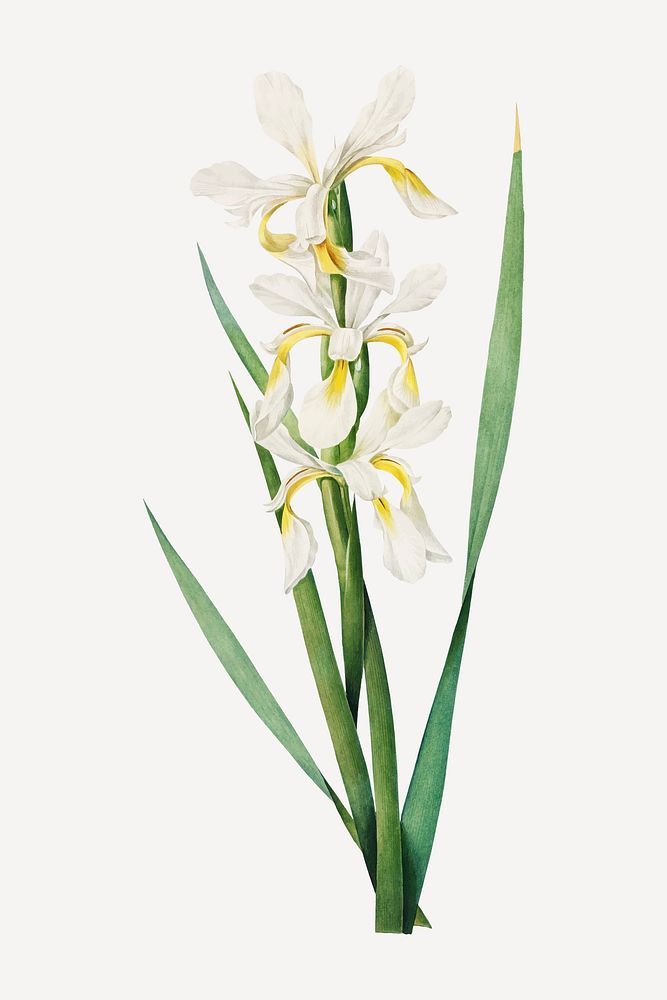 Vintage Gold-banded Iris vector