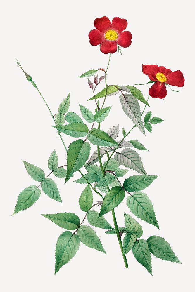 Vintage Rosa indica vector