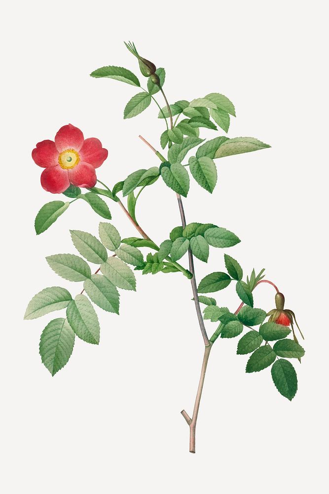 Vintage Rosa alpina pendulina vector