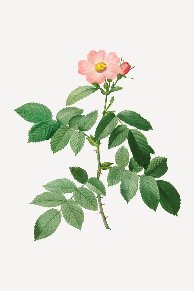 Vintage Rosa villosa pomifera vector