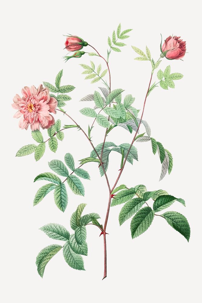 Vintage Rosa cinnamomea vector