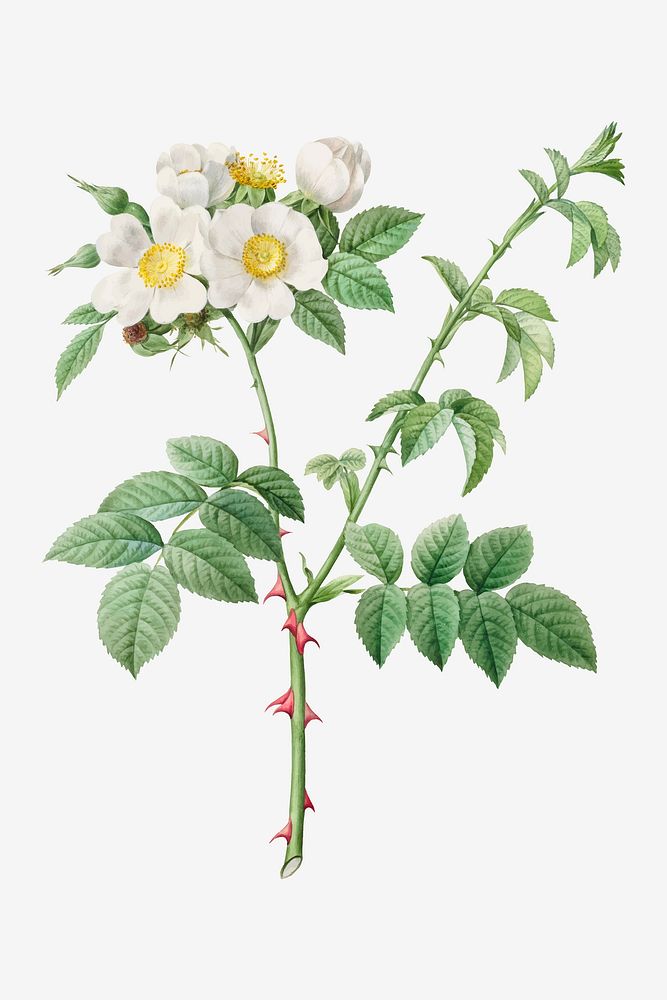 Vintage brier bush rose or dog rose (Rosa Leucantha) vector