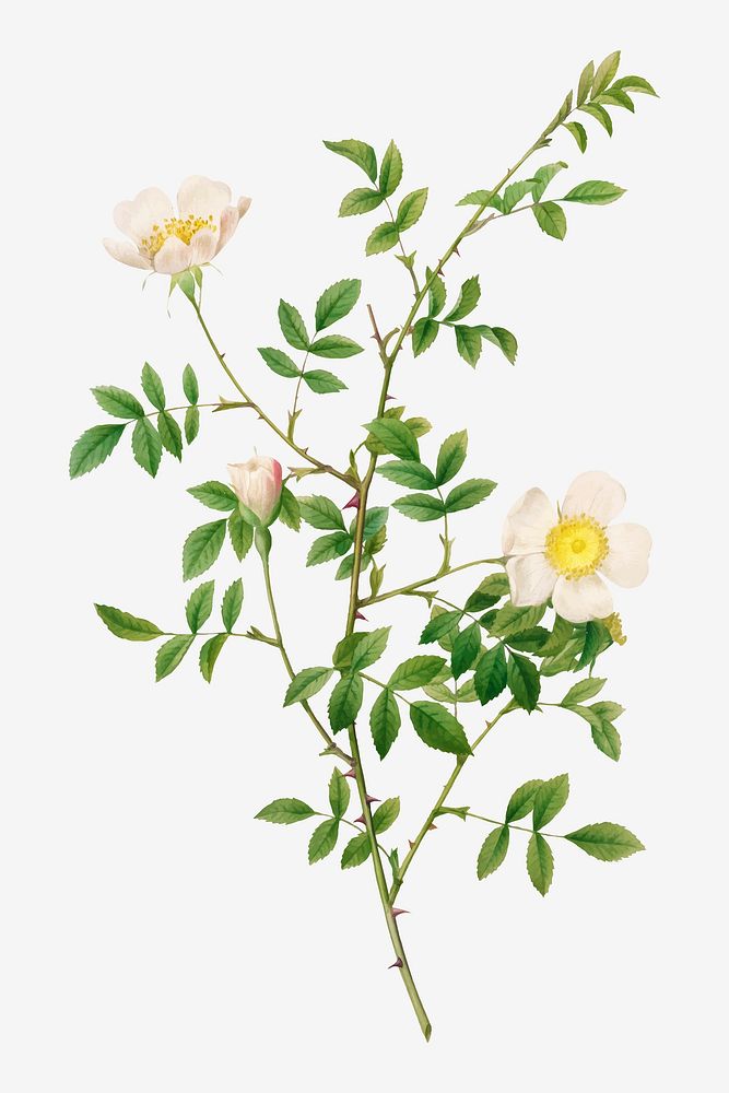 Vintage brier bush rose or dog rose (Rosa Sepium Rosea) vector