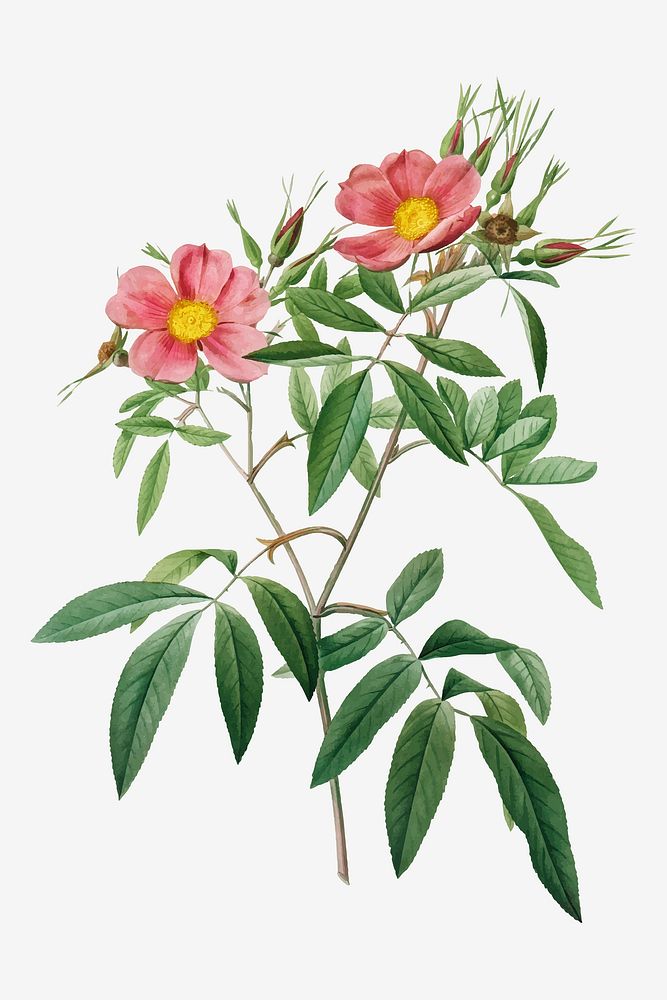Vintage Rosa Hudsoniana Salicifolia vector