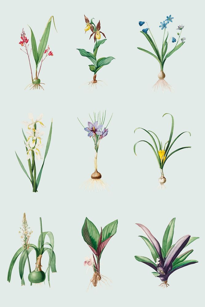 Vintage lily flower Vintage vector set