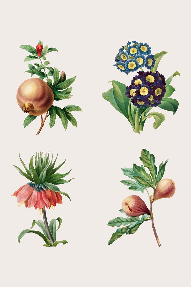 Vintage flower and fruit vector set