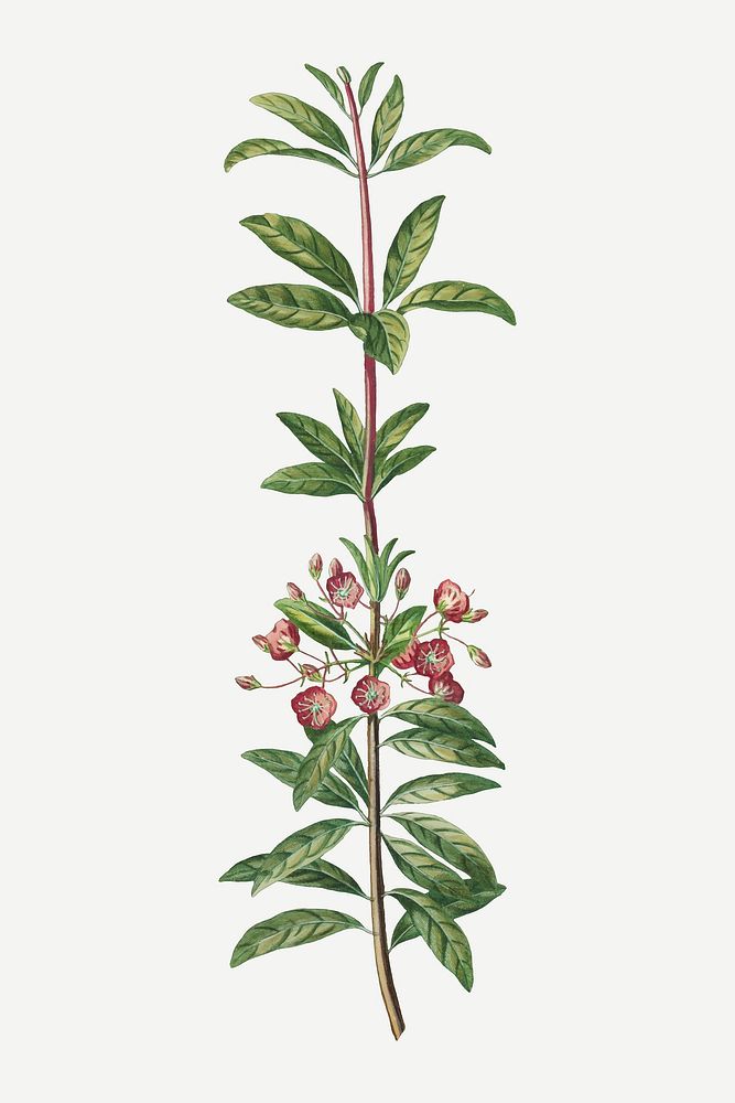 Vintage pink flowering branch illustration