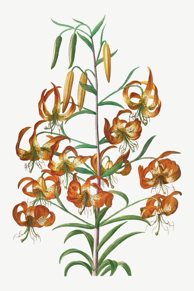 Vintage lily flower illustration