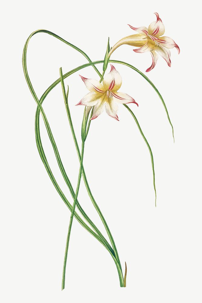 Vintage sword lily flower illustration