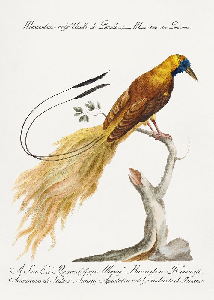 Manucodiata, sive paradisaea (Bird of Paradise) vintage illustration