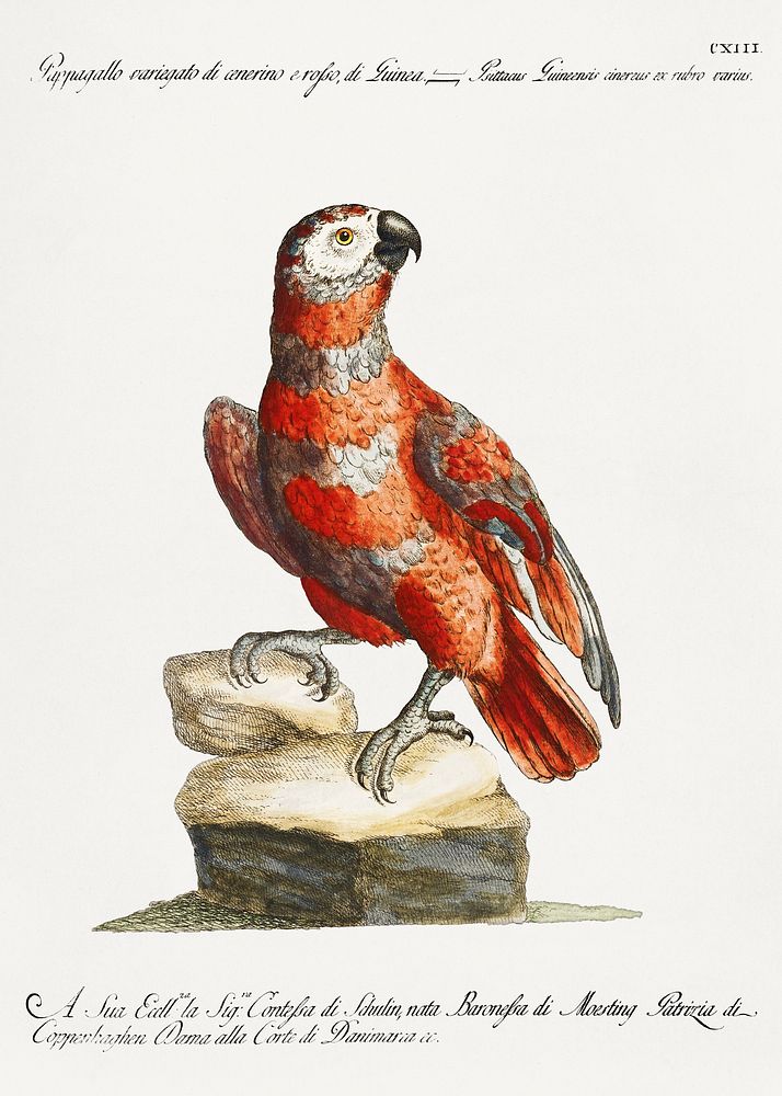 Pappagallo variegato di cenerino e rosso, di Guinea (Parrot) vintage illustration