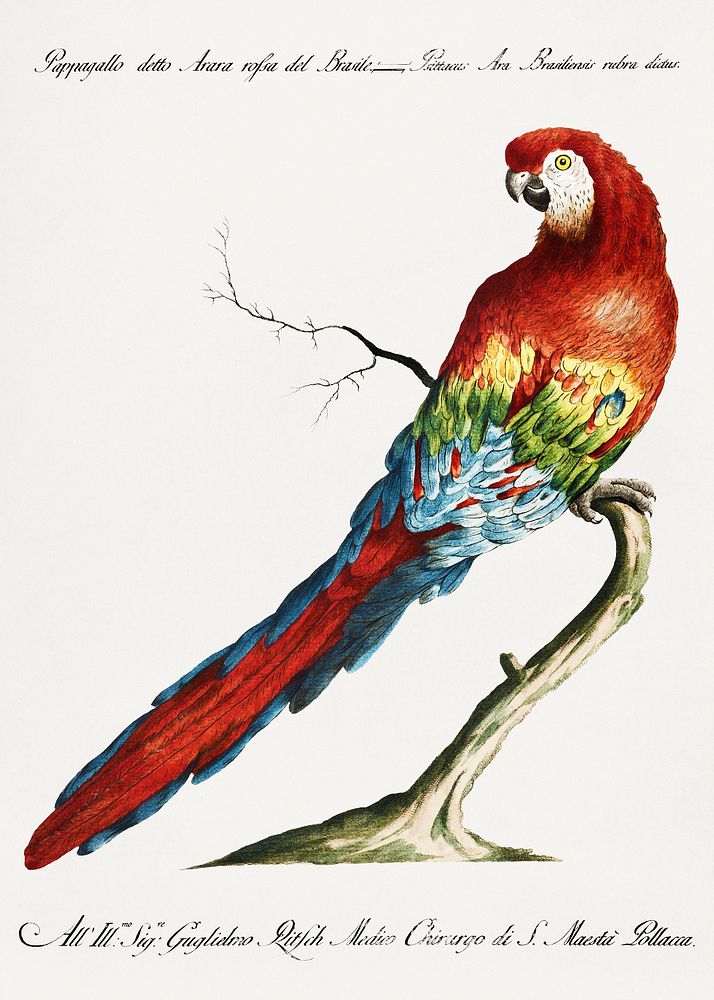 Pappagallo detto arara rossa del Brasile (Macaw) vintage illustration