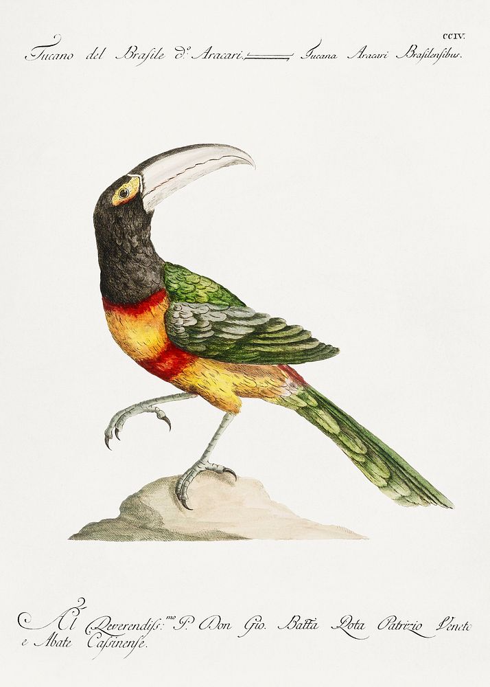 Tucana Aracari Brasilensibus (Toucan) vintage illustration